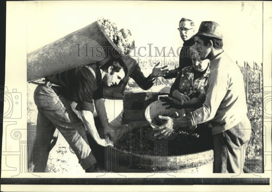 1971 Press Photo Rhine River vineyard grapes dumped in vat at Eltville, Germany