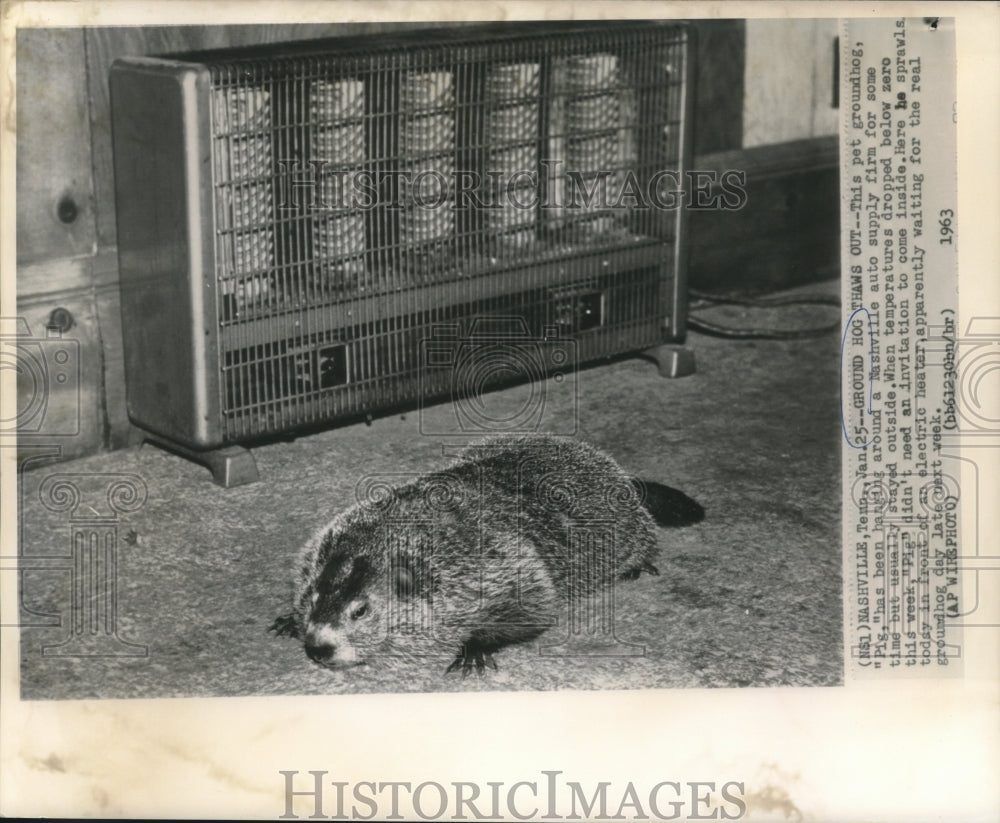 1963 Press Photo Pet groundhog &quot;Pig&quot; sprawled beside electric heater in TN