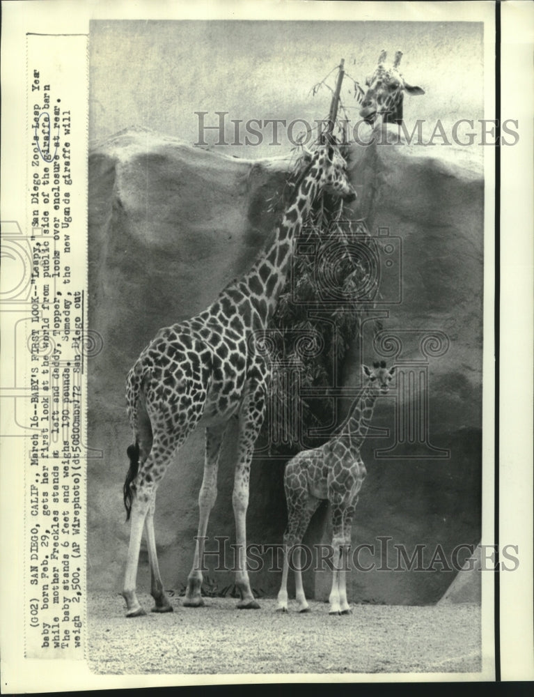 Load image into Gallery viewer, 1972 Press Photo Freckles &amp; Topper, giraffe parents of San Diego Zoo's "Leapy."
