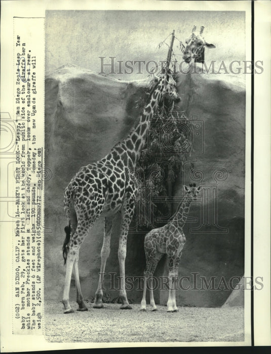 1972 Press Photo Freckles & Topper, giraffe parents of San Diego Zoo's "Leapy."