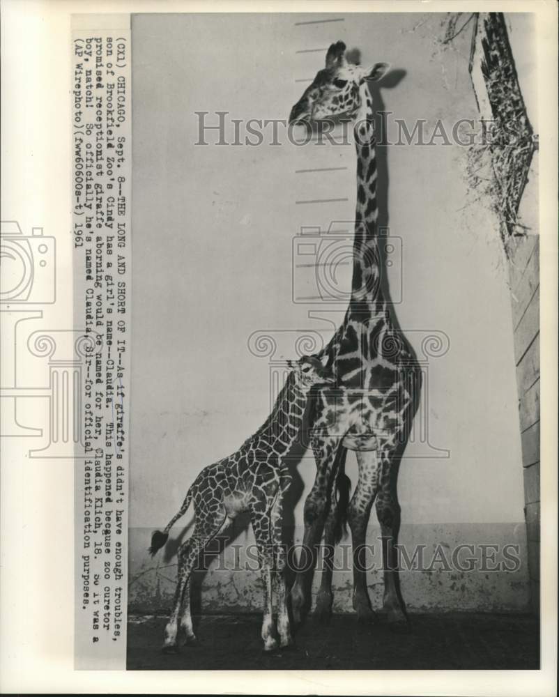 1961 Press Photo Giraffes, Cindy and son, Claudia, Sir at Brookfield Zoo
