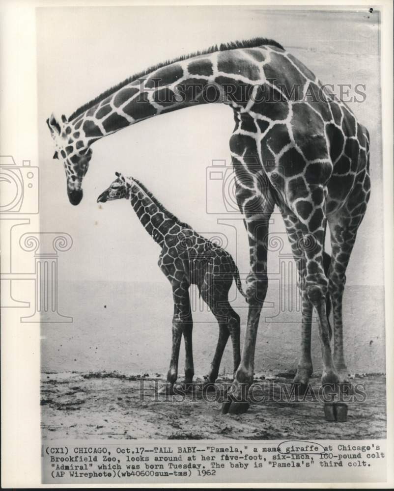 1962 Press Photo Pamela, mama giraffe with colt, Admiral at Brookfield Zoo