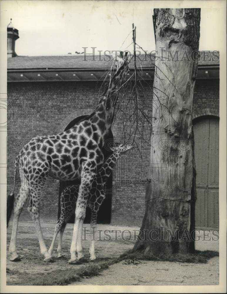 1958 Press Photo Mother & young giraffes strip tree bark at London zoo.