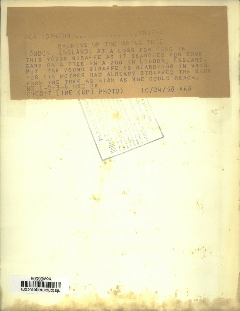 1958 Press Photo Mother & young giraffes strip tree bark at London zoo.