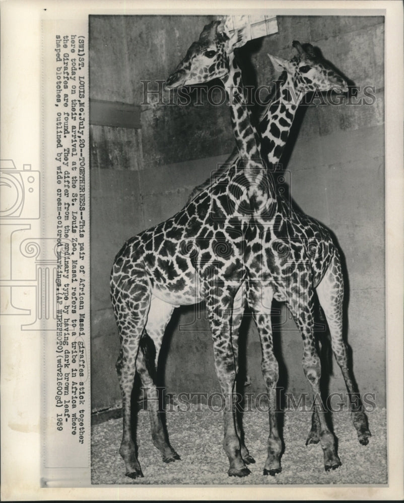 1959 Press Photo Pair of African Masai giraffes at St. Louis Zoo. - now06741