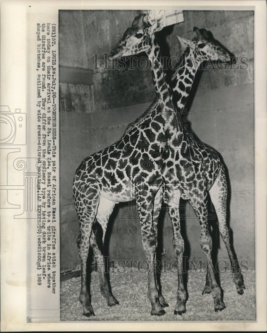 1959 Press Photo Pair of African Masai giraffes at St. Louis Zoo. - now06741