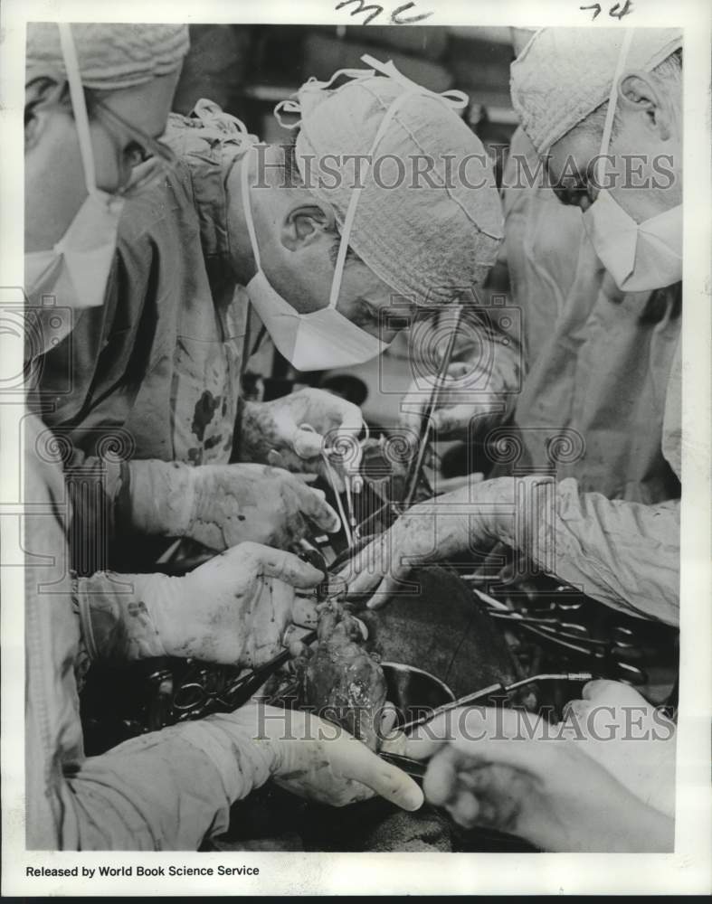 1968 Press Photo Animal heart transplants performed at University of Utah- Historic Images