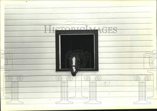 1985 Press Photo Stallion pokes head from Spendthrift Farms barn window- Historic Images