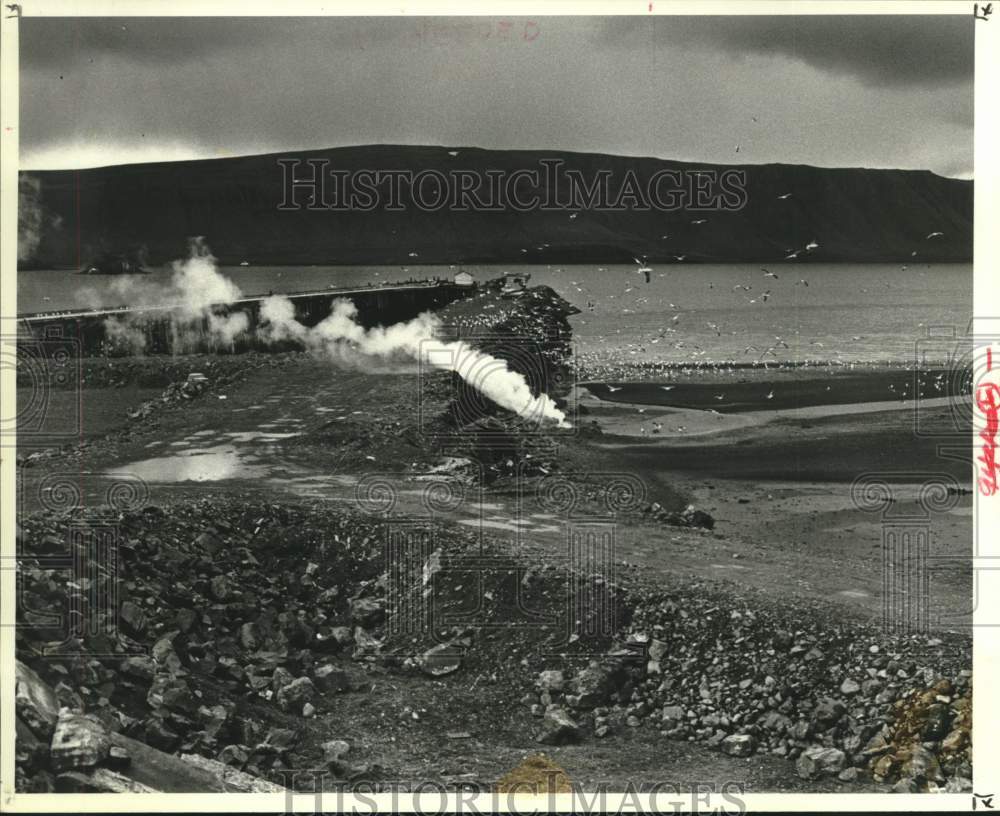 1978 Press Photo Flock of seagulls swarm Iceland whaling station - now11305