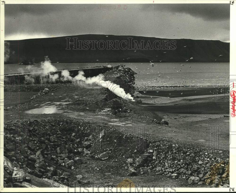 Load image into Gallery viewer, 1978 Press Photo Flock of seagulls swarm Iceland whaling station - now11305
