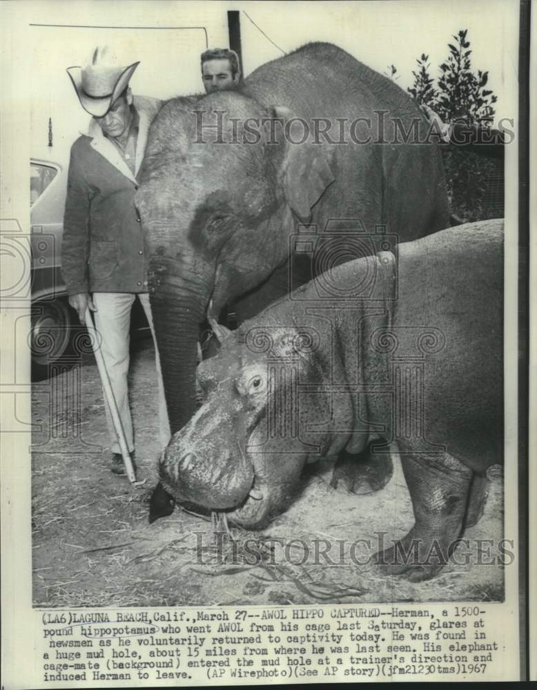 1967 Press Photo Herman, 1500-pound Hippopotamus captured - now11873