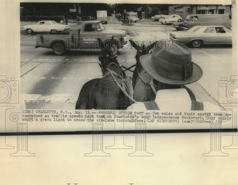 1965 Press Photo Two mules and master on Charlotte&#39;s Independence Boulevard