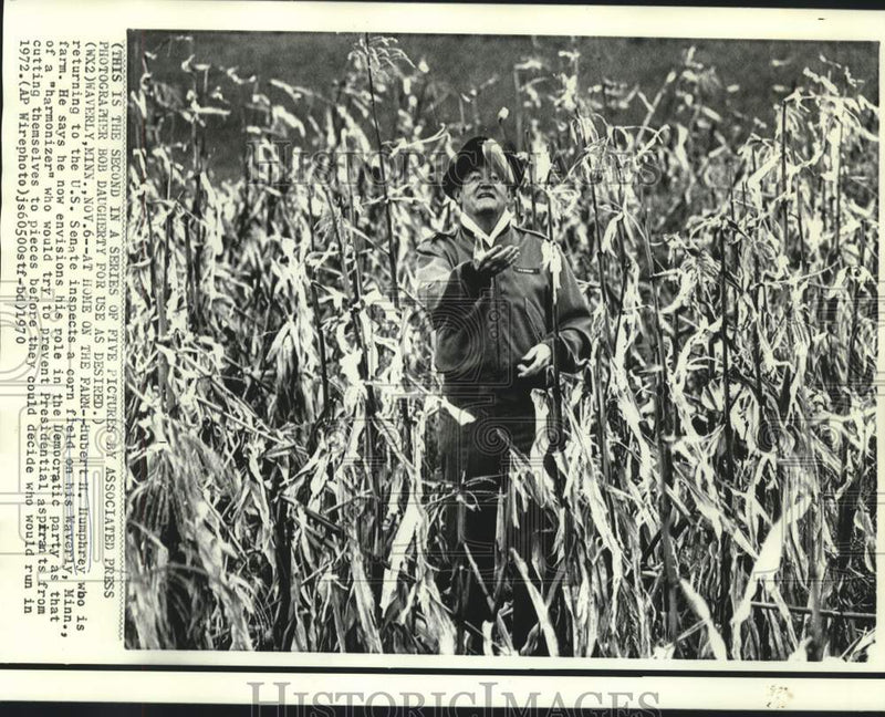 Load image into Gallery viewer, 1970 Press Photo Senator Humphrey checks cornfield at his Waverly, MN farm

