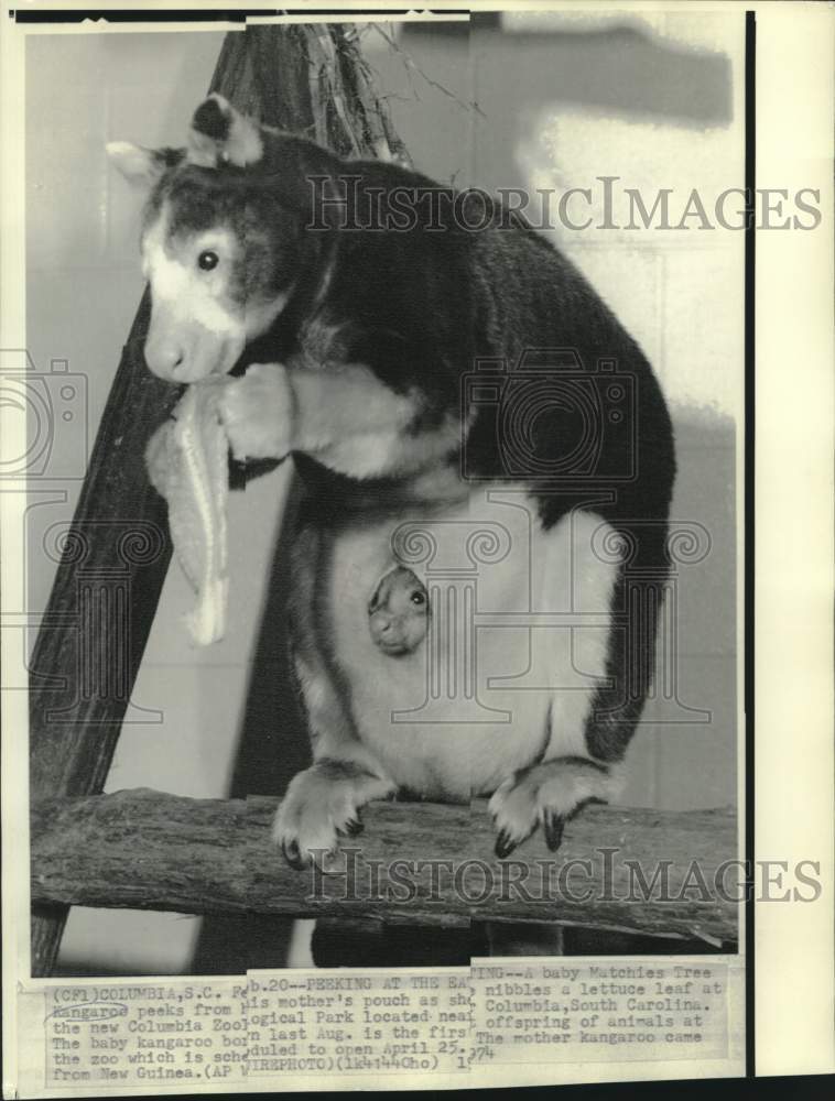 Load image into Gallery viewer, 1974 Press Photo Baby Matschies Tree Kangaroo peaks from mother's pouch at Zoo.
