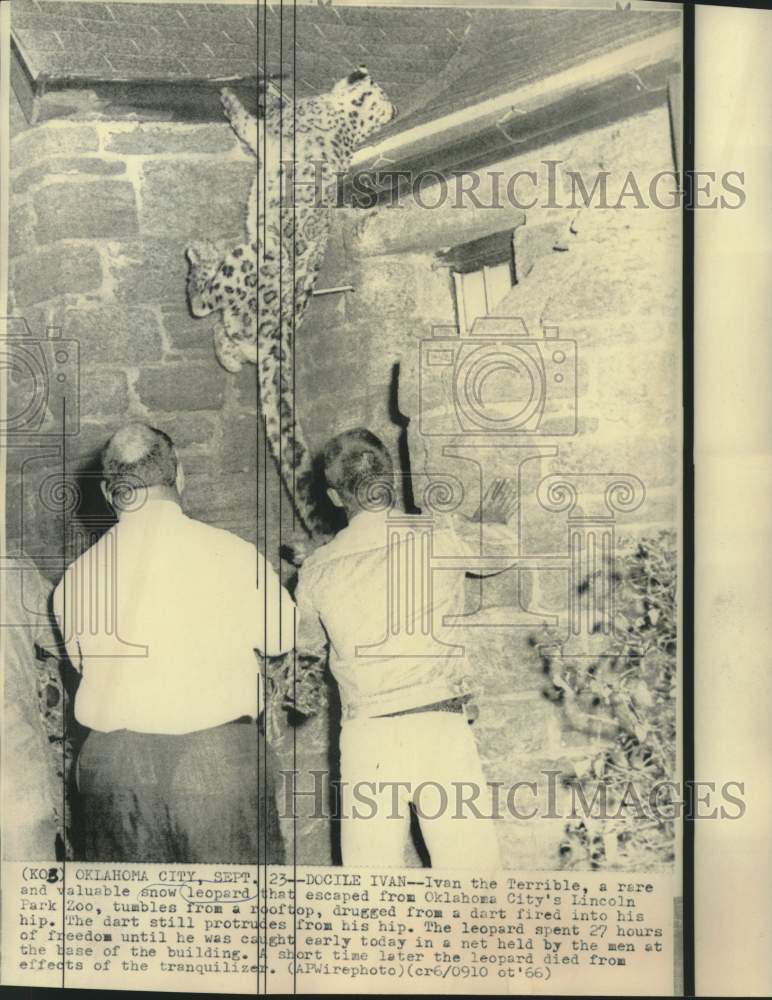 Load image into Gallery viewer, 1966 Press Photo Escaped snow leopard tumbles from rooftop tumbling from dart.

