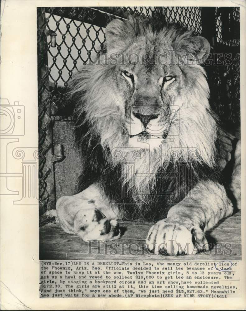 1963 Press Photo Leo, mangy old derelict lion of Phoenix Zoo. - now16165