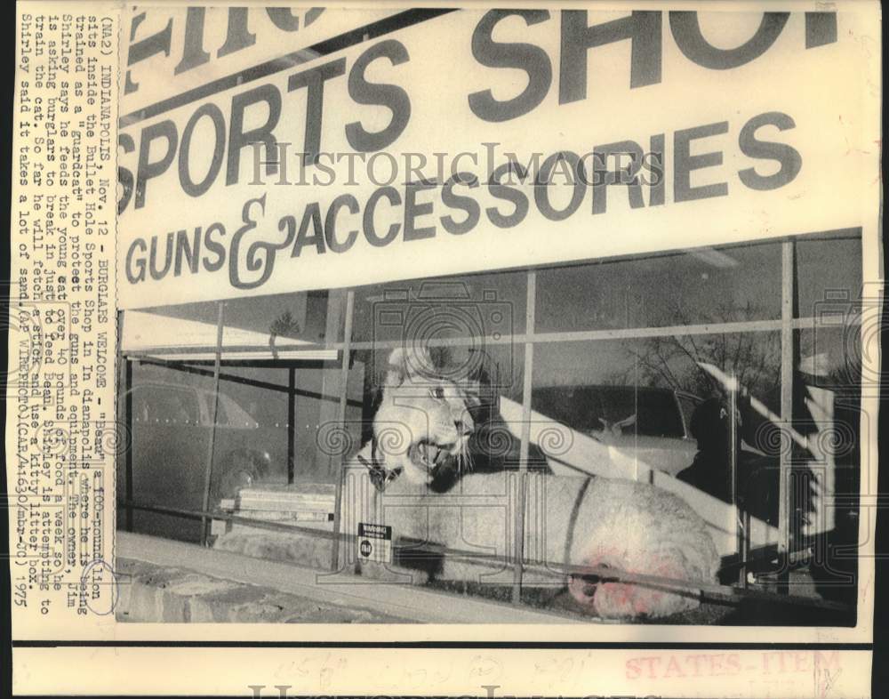 1975 Press Photo Sports shop owner Jim Shirley&#39;s &quot;guardcat&quot; sits in window