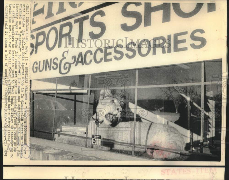 Load image into Gallery viewer, 1975 Press Photo Sports shop owner Jim Shirley's "guardcat" sits in window

