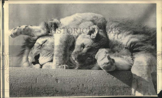 1973 Press Photo Lion cub wallows in mane of Daddy lion at Louisville, KY Zoo