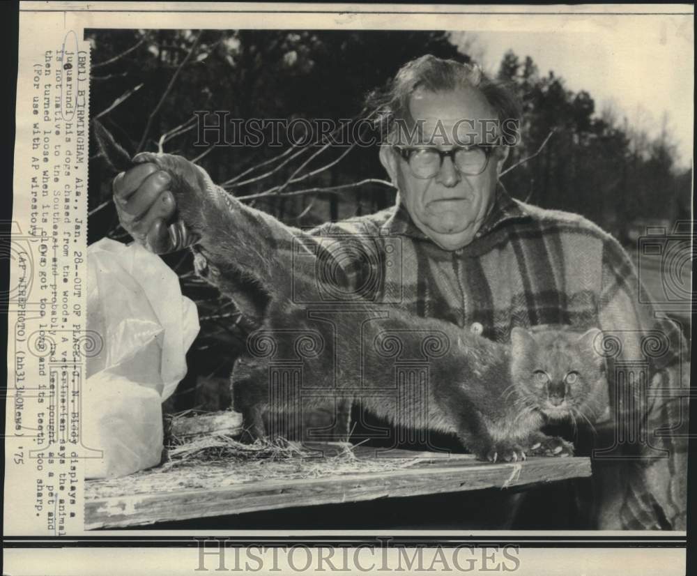 1975 Press Photo J. N. Biddy display jaguarundi found in Alabama - now16885