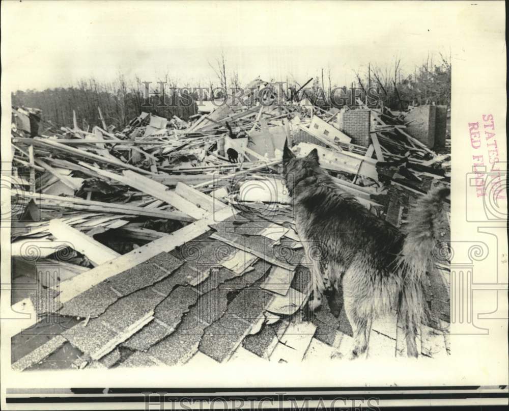 1966 Press Photo Search dog looks at rubble of Jackson's Woodville Baptist