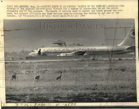 1969 Press Photo Rabbits hop alongside runways at Los Angeles Airport