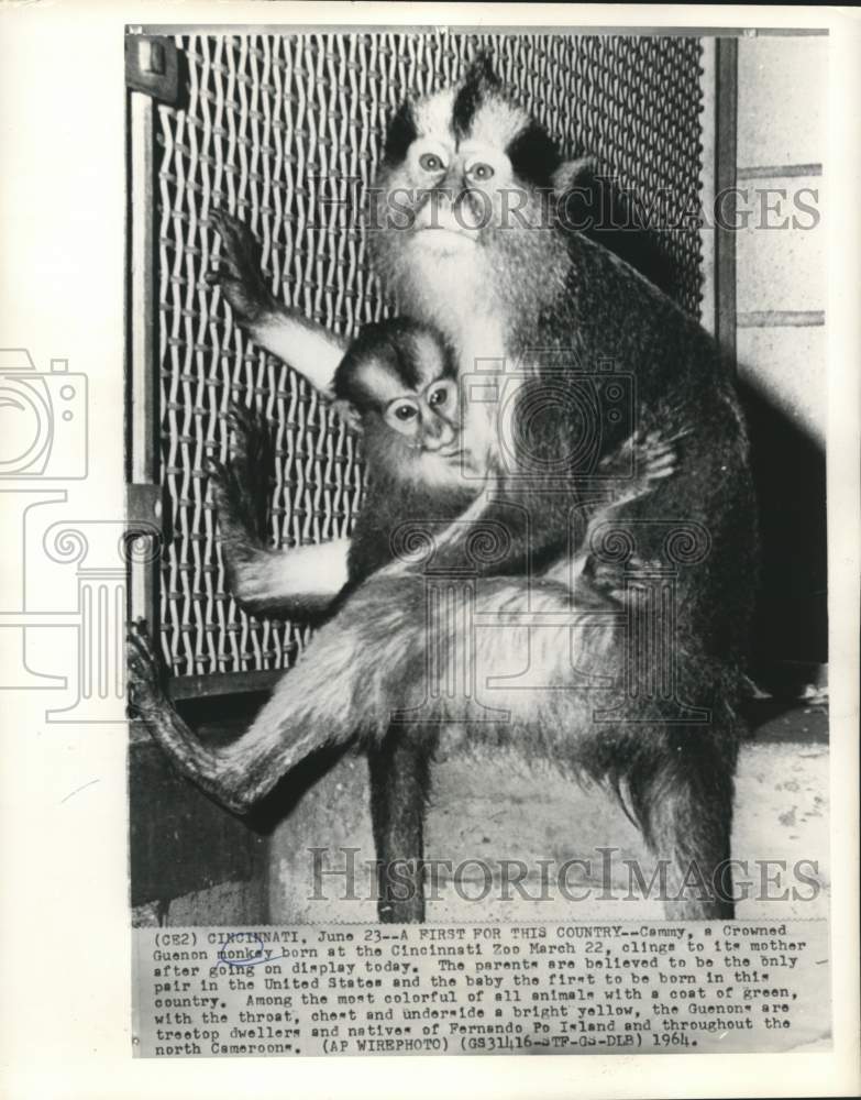 1964 Press Photo Crowned Guenon monkey with mother at Cincinnati Zoo - now28972
