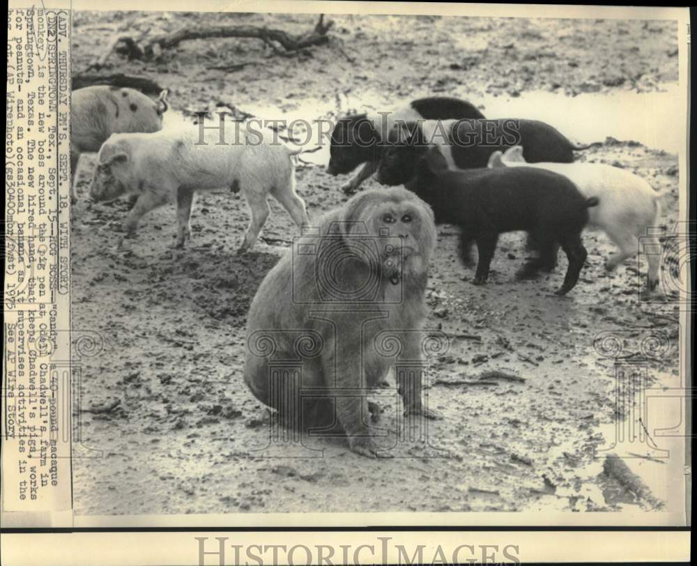 1975 Press Photo Macaque monkey, &quot;Candy,&quot; boss of Chadwell&#39;s pig farm