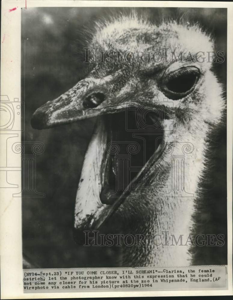 1964 Press Photo Female ostrich, Clarisa at Whipsnade, England zoo. - now30497
