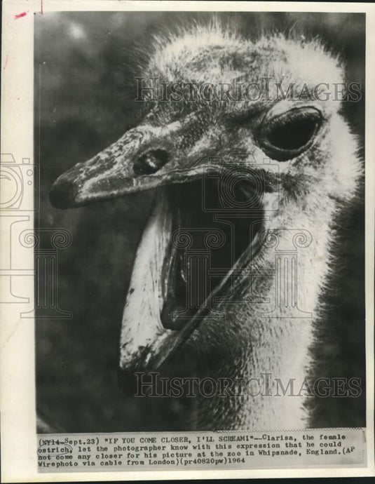 1964 Press Photo Female ostrich, Clarisa at Whipsnade, England zoo. - now30497