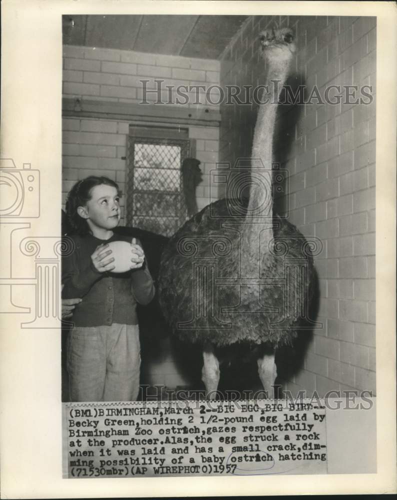 Load image into Gallery viewer, 1957 Press Photo Becky Green holds egg laid by Birmingham Zoo ostrich
