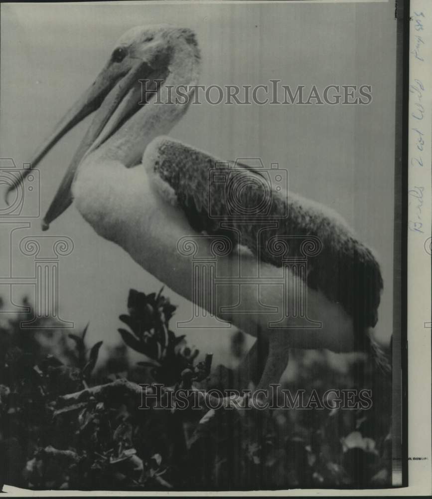 1967 Press Photo Brown pelicans that nest offshore Mississippi Gulf Coast