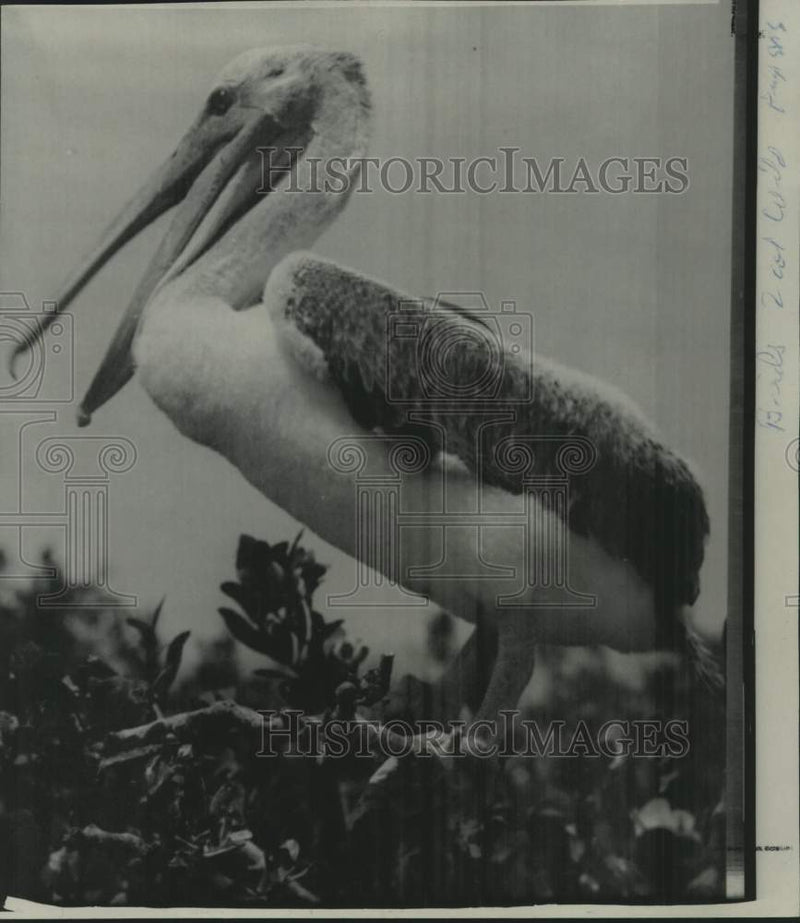 Load image into Gallery viewer, 1967 Press Photo Brown pelicans that nest offshore Mississippi Gulf Coast
