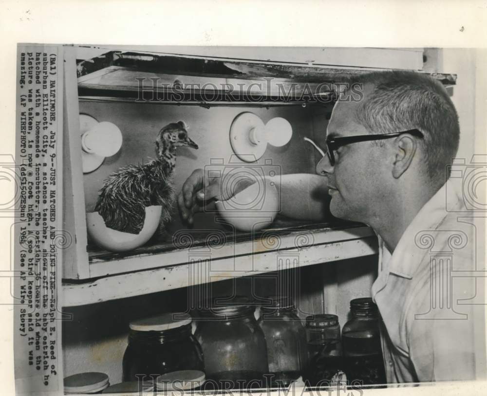 1964 Press Photo Science teacher Ralph Reed shows home hatched ostrich in MD