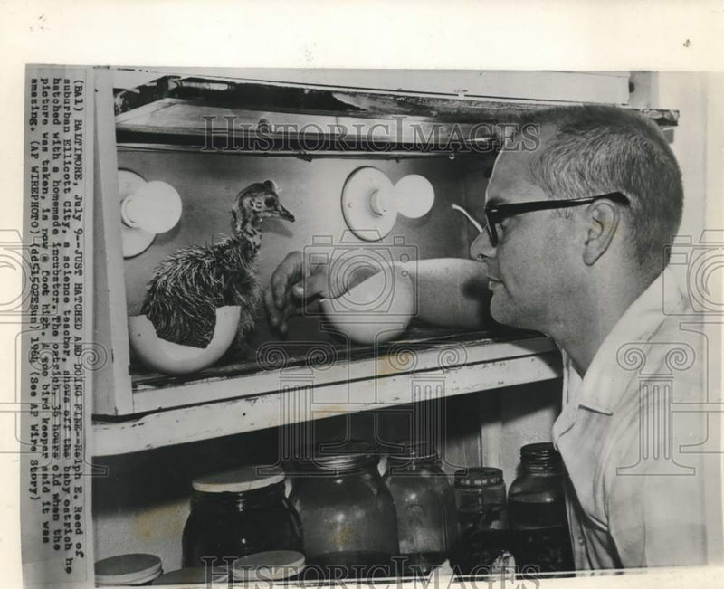 Load image into Gallery viewer, 1964 Press Photo Science teacher Ralph Reed shows home hatched ostrich in MD

