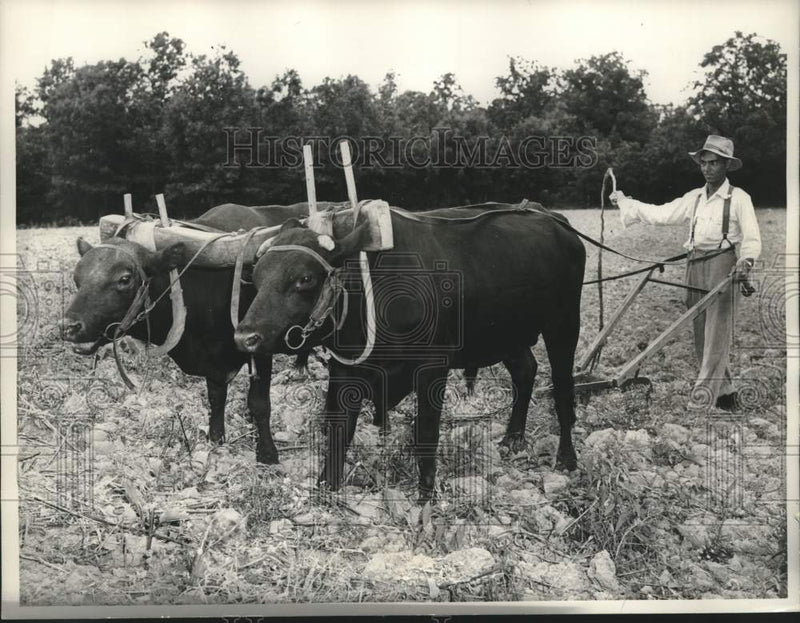 Load image into Gallery viewer, 1960 Press Photo Missouri's Dave Bumgardner works his 80-acre farm with oxen
