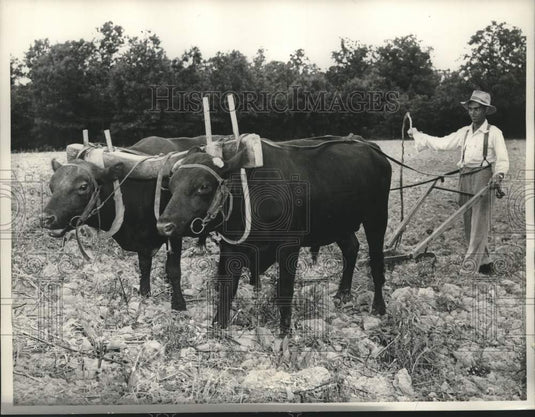 1960 Press Photo Missouri's Dave Bumgardner works his 80-acre farm with oxen
