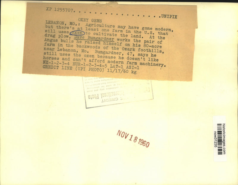 Load image into Gallery viewer, 1960 Press Photo Missouri's Dave Bumgardner works his 80-acre farm with oxen
