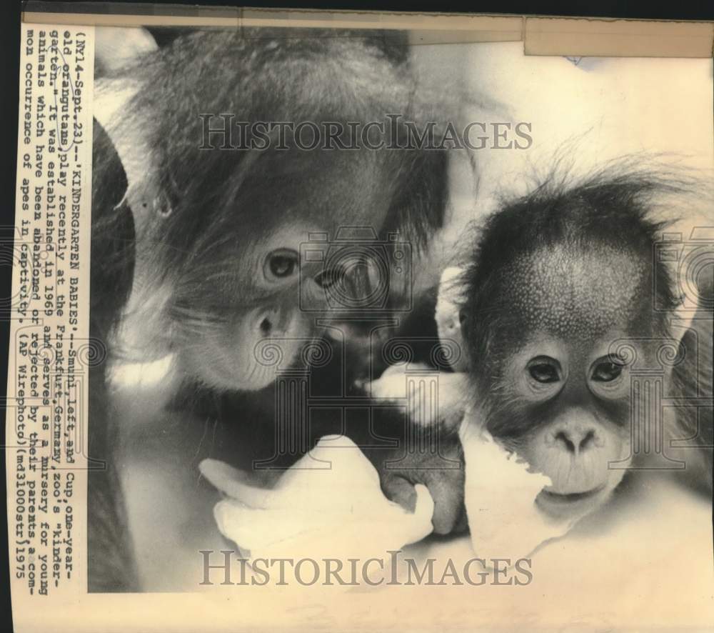 1975 Press Photo One-year-old Orangutans Smuni and Cup at Frankfurt, Germany Zoo