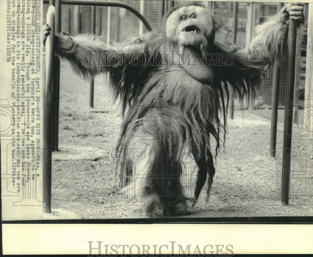 1975 Press Photo Toronto Metro Zoo&#39;s 15-year-old orangutan Mias - now31410