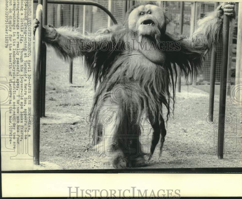 Load image into Gallery viewer, 1975 Press Photo Toronto Metro Zoo's 15-year-old orangutan Mias - now31410
