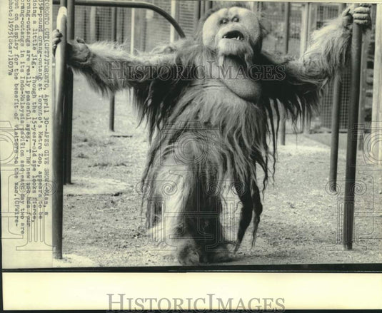 1975 Press Photo Toronto Metro Zoo's 15-year-old orangutan Mias - now31410