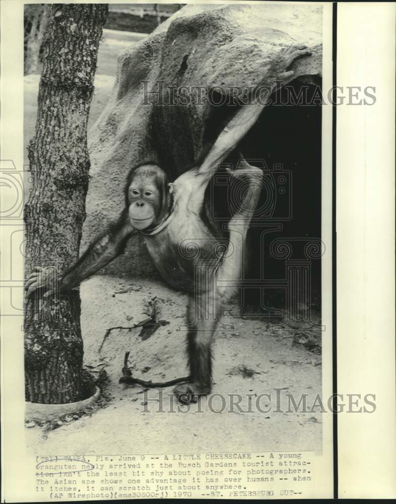 1970 Press Photo Asian orangutan scratches himself at Florida&#39;s Busch Gardens