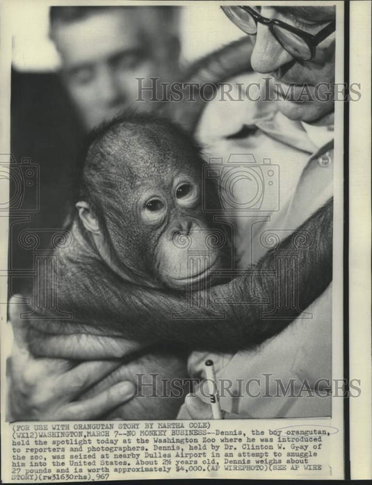 1967 Press Photo Washington Zoo's Dr. Clinton Gray and smuggled orangutan Dennis