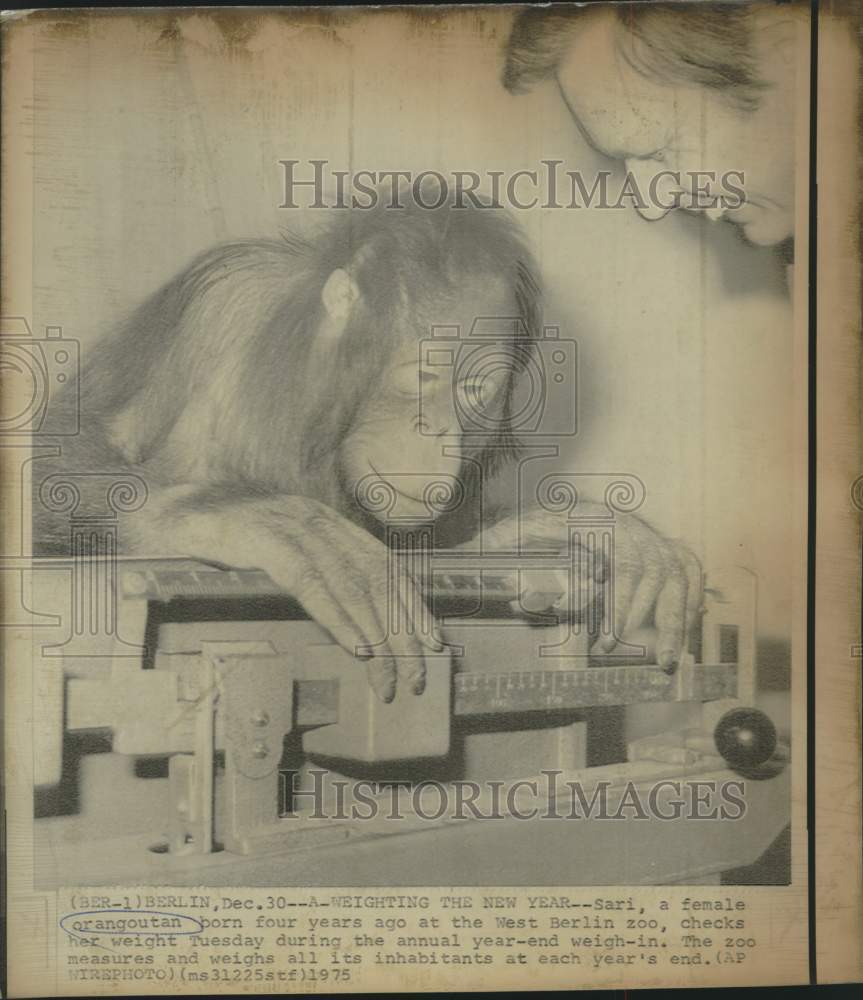 1975 Press Photo West Berlin Zoo&#39;s orangutan, Sari, at annual weigh-in.