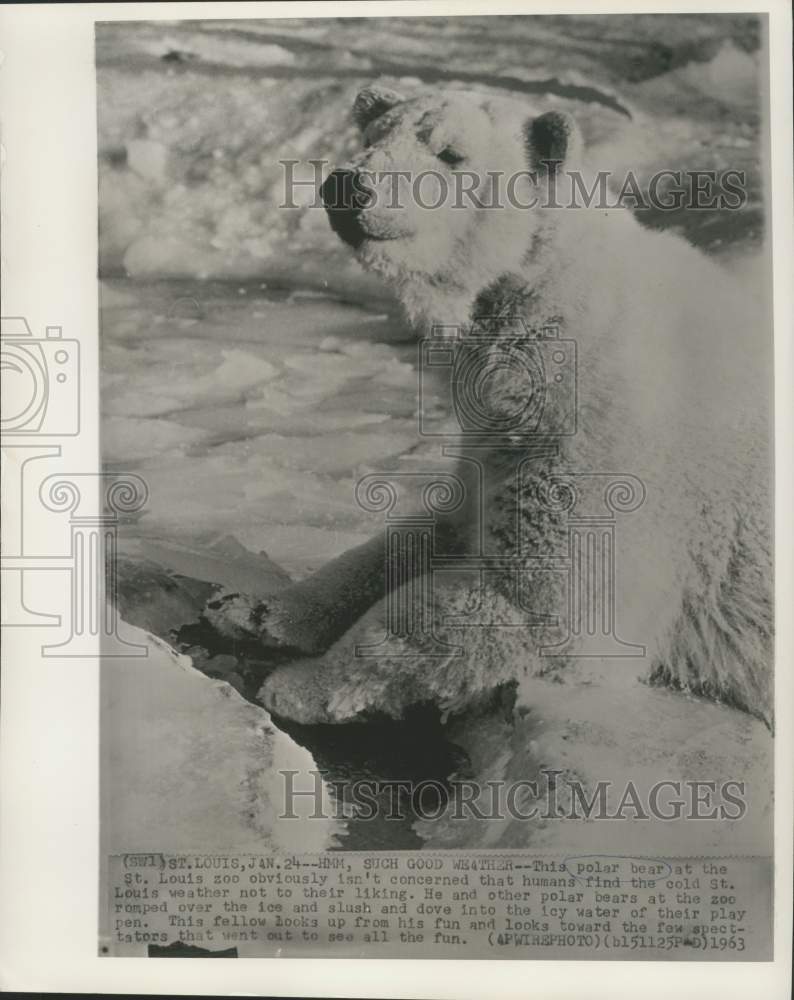 1963 Press Photo St. Louis Zoo polar bear enjoys cold weather - now31768