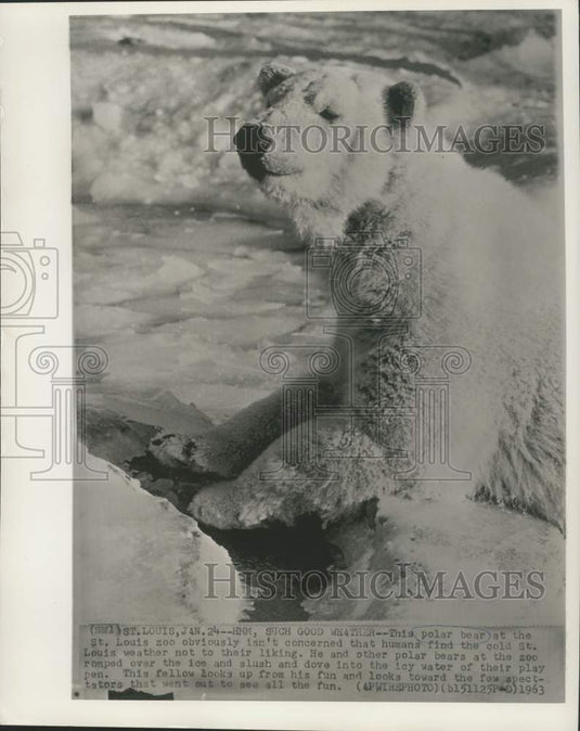 1963 Press Photo St. Louis Zoo polar bear enjoys cold weather - now31768