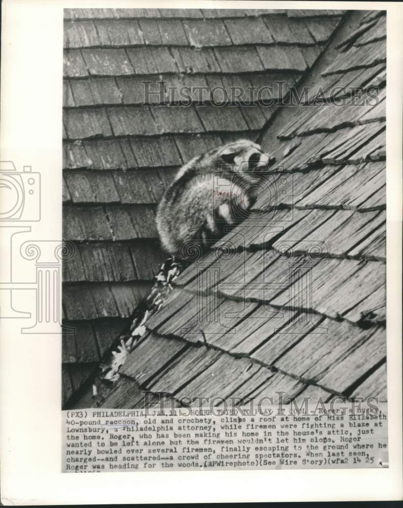 1960 Press Photo Roger Raccoon climbs roof of home while firemen fight blaze