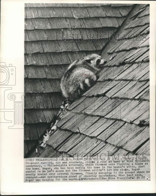 1960 Press Photo Roger Raccoon climbs roof of home while firemen fight blaze