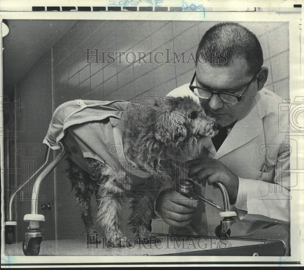 1969 Press Photo Chicago&#39;s Dr. Lloyd Presuhn oils Candy&#39;s &#39;poochmobile&#39; wheel
